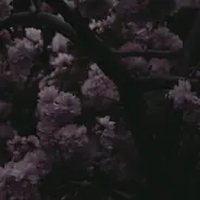 dpt.